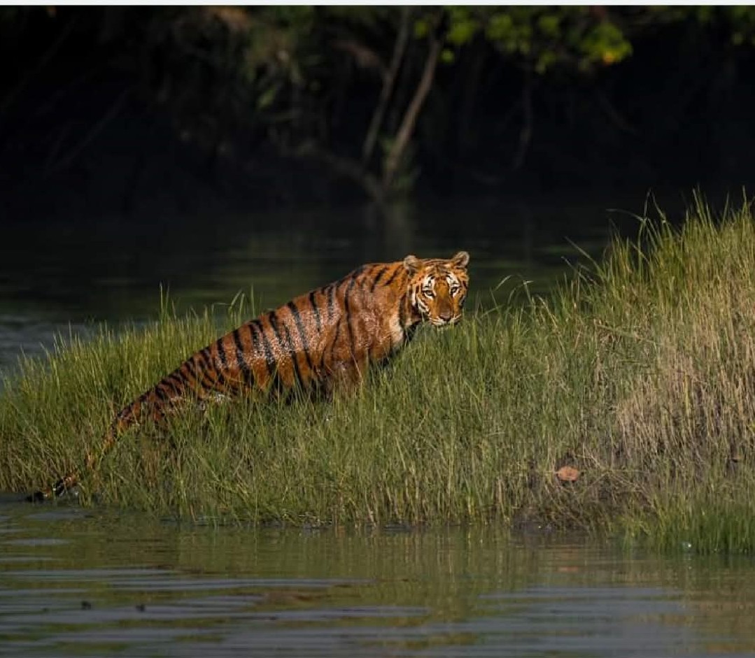 Secrets of Sundarbans