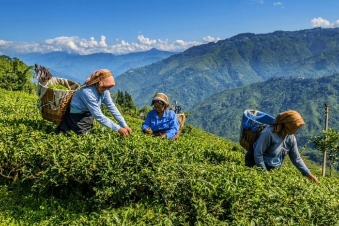 Tea plantation in Darjeeling