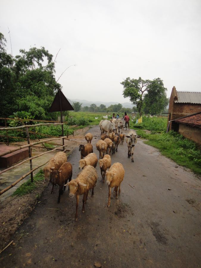 Flock on a Purulia Road