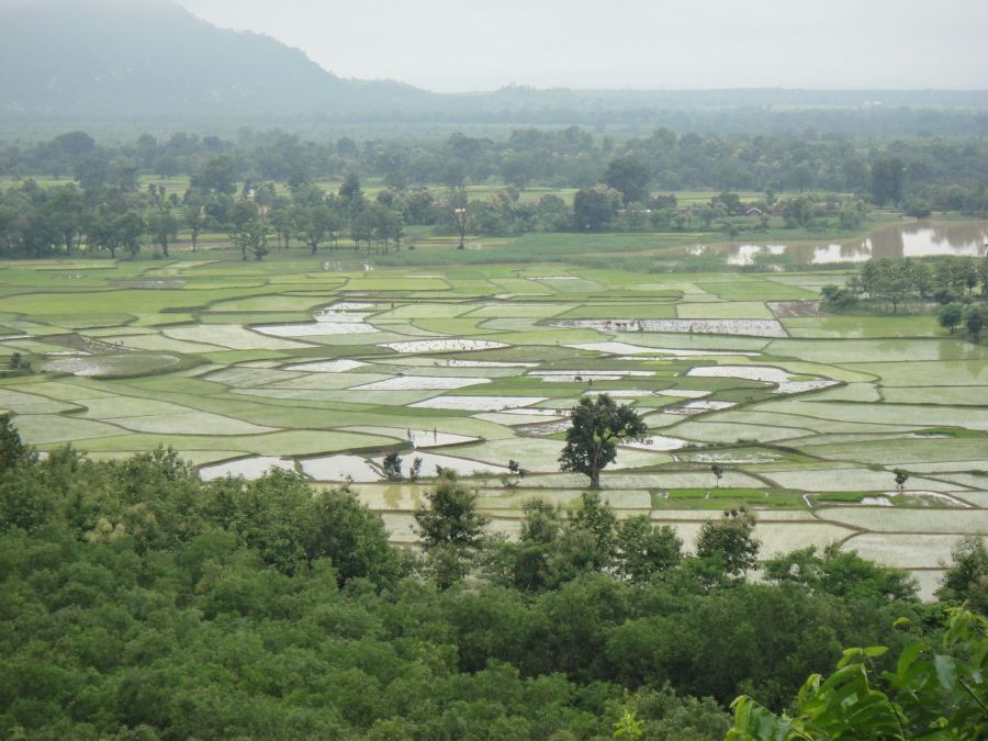 Monsoon Paddy Fields, Purulia