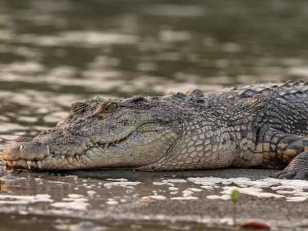 Wildlife
